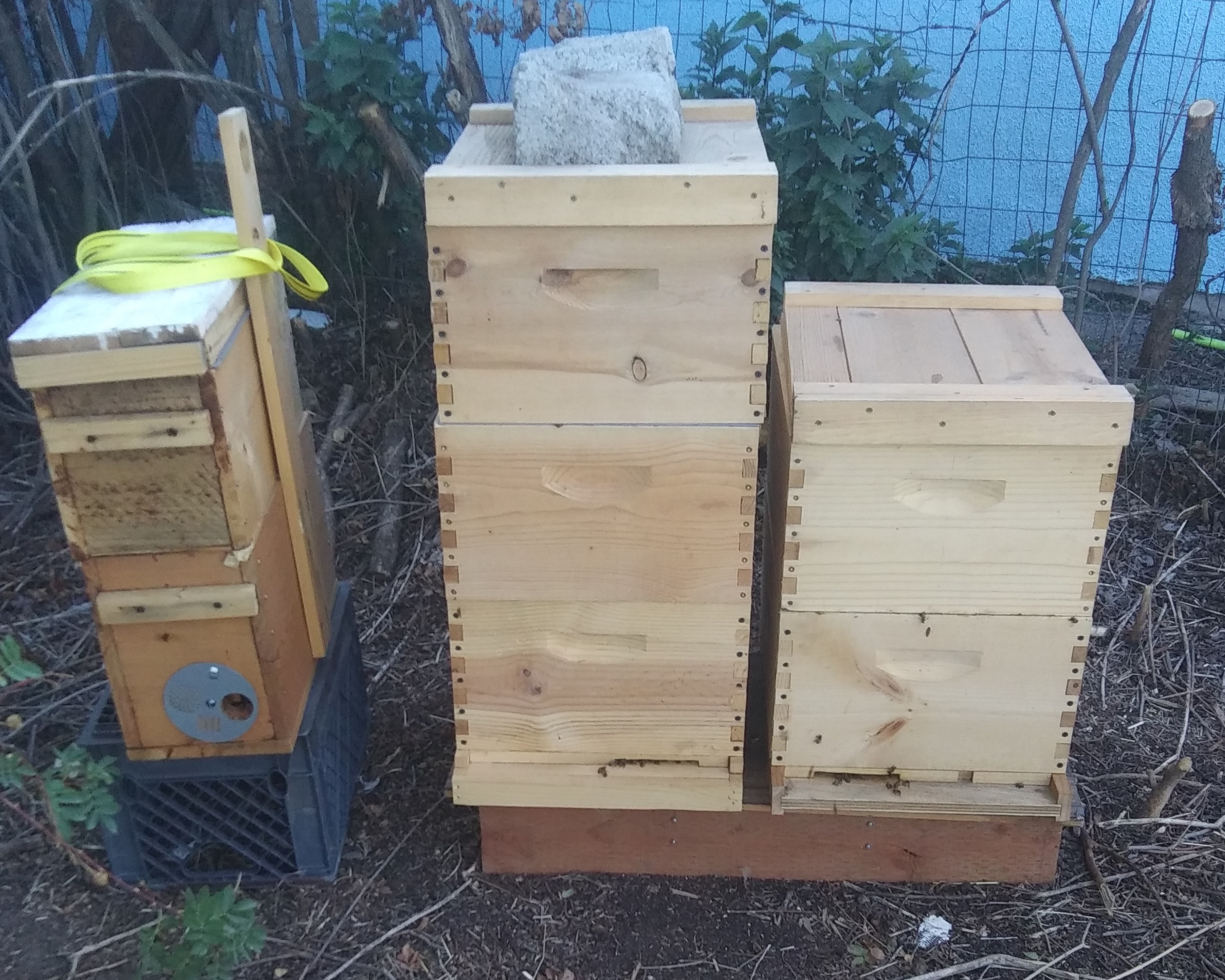 3 hives, cropped