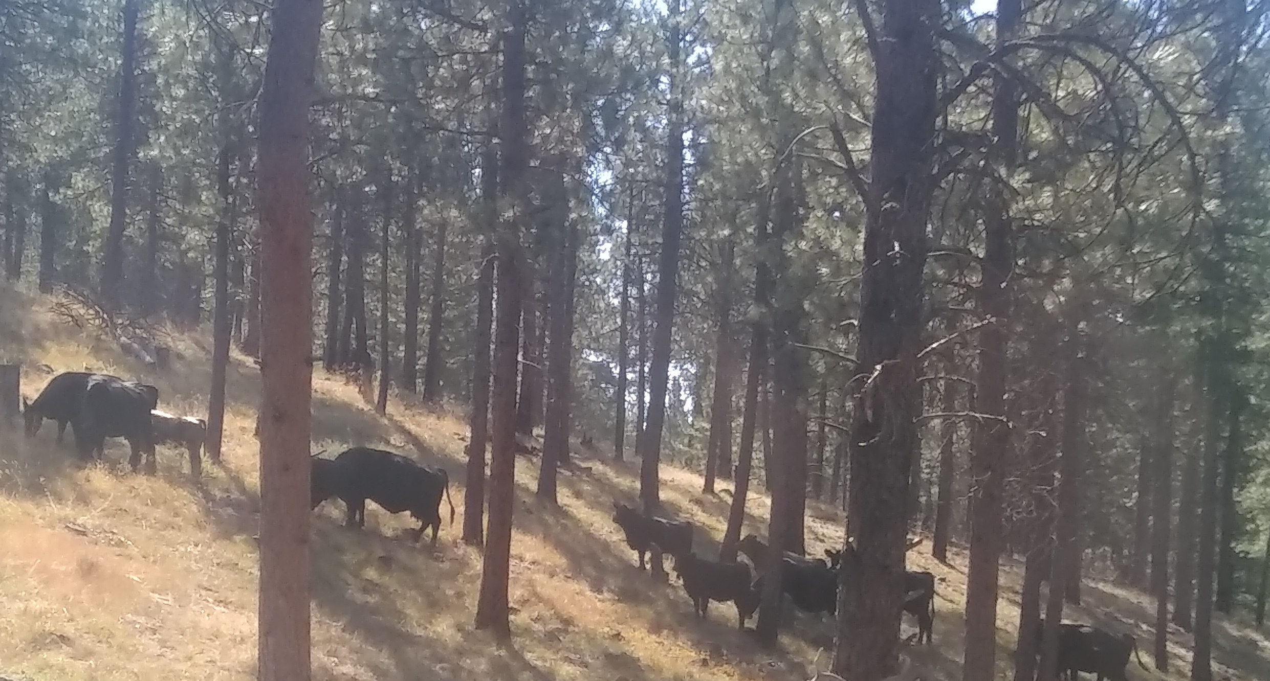 Cattle in the Forest Garden