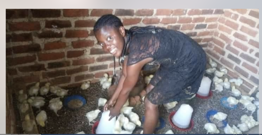 Chicks in Uganda