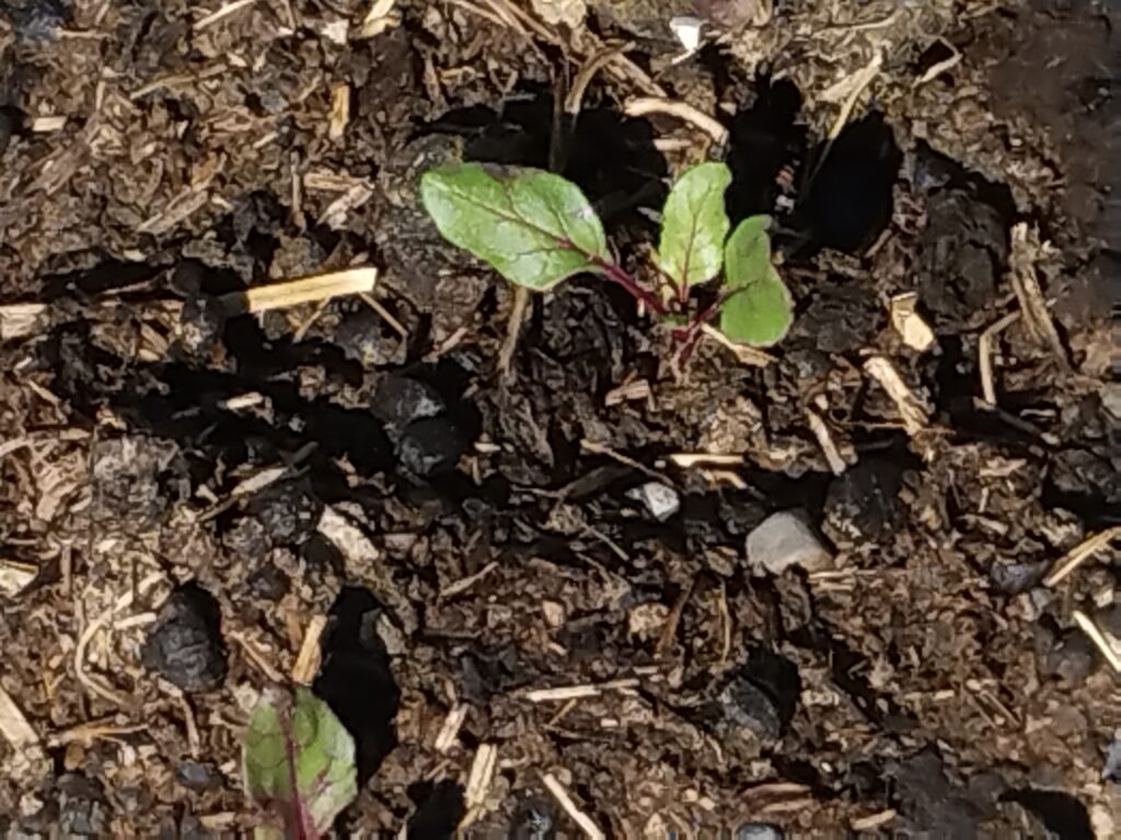Baby beets without mulch