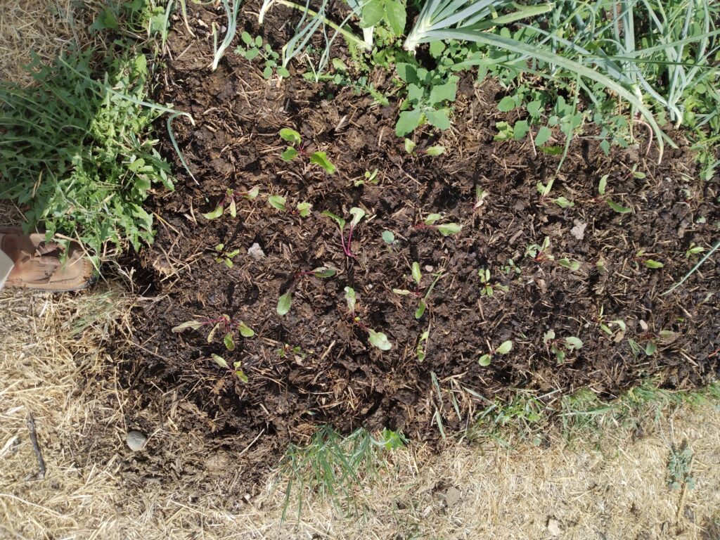 Baby beets before mulch