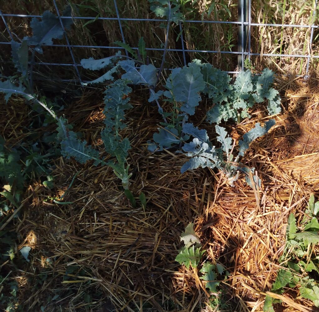 Mulched kale and dandelions