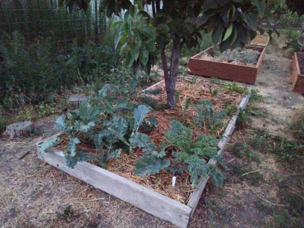 Mulched raised bed