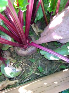 Beet grown with lignite