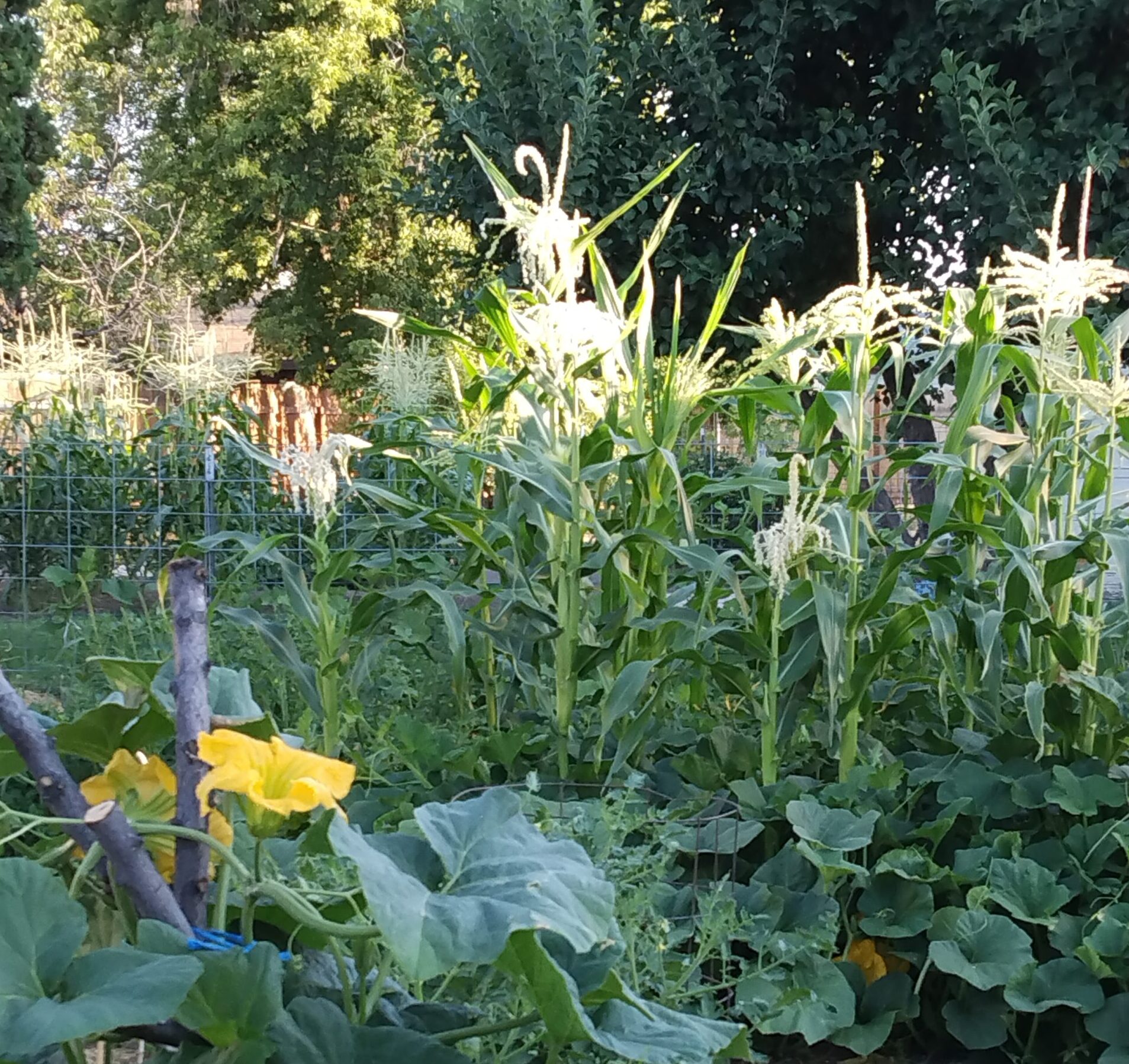 cornandsquashaugust22